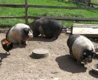 post-56811-0-49164900-1371040422_thumb.j