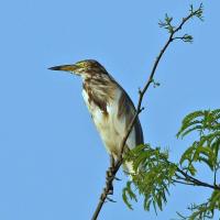 post-59731-0-71403800-1370263674_thumb.j