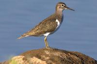 post-59731-0-77396000-1370769691_thumb.j