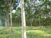 post-66148-0-58359100-1372160801_thumb.j