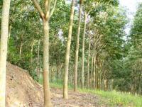 post-66148-0-78261500-1372160803_thumb.j