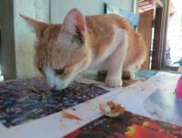 post-70928-0-31613100-1372348666_thumb.j