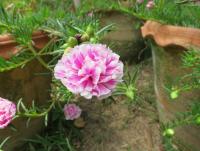 post-70928-0-45604400-1371038274_thumb.j