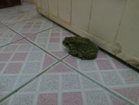 post-70928-0-68812100-1371037384_thumb.j