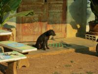 post-70928-0-70854600-1371043154_thumb.j