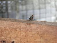 post-70928-0-80164200-1370944687_thumb.j