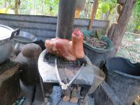 post-70928-0-89093200-1371036948_thumb.j