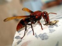 post-8857-0-70229900-1371101558_thumb.jp