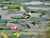 post-12069-0-11624400-1401588420_thumb.j