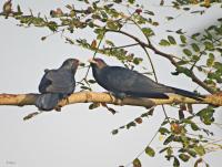 post-12069-0-18673800-1403357960_thumb.j