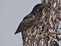 post-12069-0-46048500-1403358099_thumb.j