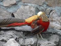 post-137105-0-30484900-1402251162_thumb.