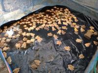 post-137315-0-52096300-1402277298_thumb.