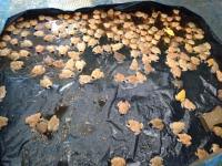 post-137315-0-70890900-1402277297_thumb.