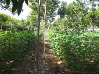 post-148604-0-51814500-1403936421_thumb.