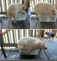 post-175700-0-18067900-1403507843_thumb.