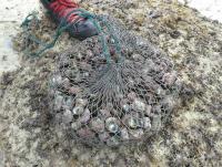 post-17753-0-04986400-1402641816_thumb.j