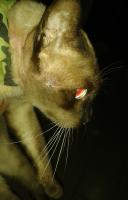 post-17753-0-13370100-1401895584_thumb.j