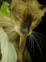 post-17753-0-23337700-1401895592_thumb.j