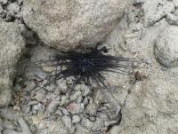 post-17753-0-48300800-1402641787_thumb.j