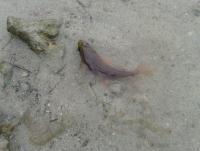 post-17753-0-56058900-1402641810_thumb.j