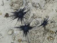 post-17753-0-68277000-1402641792_thumb.j