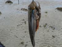 post-17753-0-70780400-1402641820_thumb.j