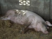 post-32351-0-01376500-1403965658_thumb.j