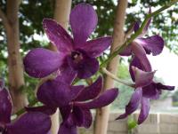 post-32351-0-18919600-1404003266_thumb.j