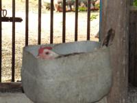 post-32351-0-21285400-1404003679_thumb.j