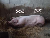 post-32351-0-22862300-1403957855_thumb.j