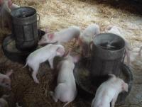 post-32351-0-35716200-1403426077_thumb.j