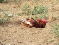 post-32351-0-37696100-1403957935_thumb.j