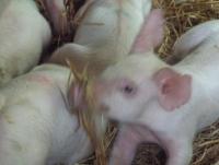 post-32351-0-41342900-1403426044_thumb.j