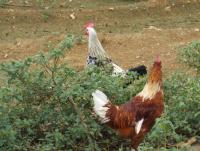 post-32351-0-46422400-1402728753_thumb.j