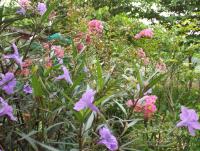 post-32351-0-54479700-1404003232_thumb.j