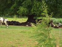 post-32351-0-59724200-1402728635_thumb.j