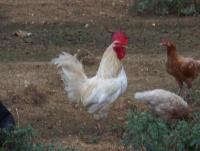 post-32351-0-82872100-1402728866_thumb.j