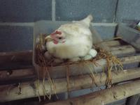 post-32351-0-88660400-1403958102_thumb.j