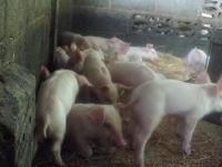 post-32351-0-91633800-1403426103_thumb.j