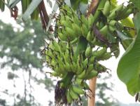 post-32351-0-92063600-1402477162_thumb.j