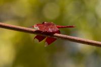 post-61254-0-20917500-1401594447_thumb.j