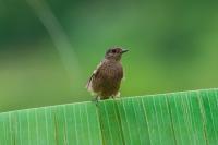 post-96836-0-19352700-1402251696_thumb.j