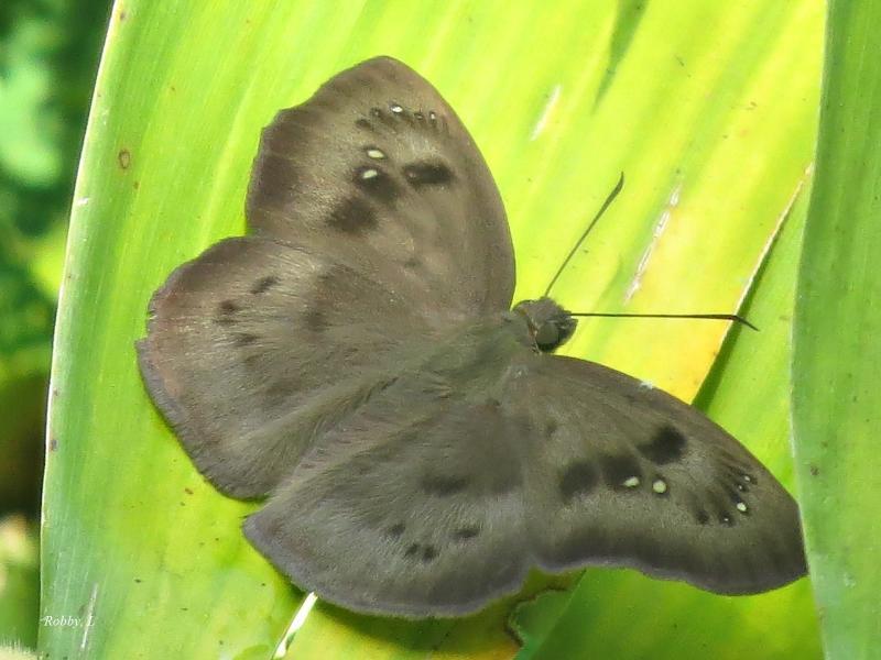 post-12069-0-39892500-1435454464_thumb.j