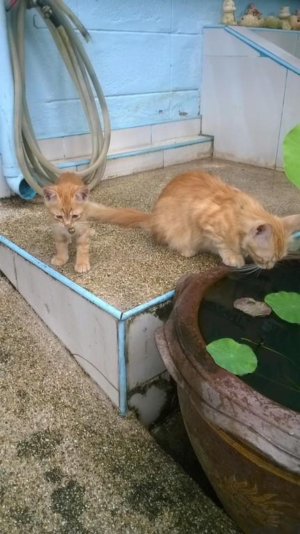 post-200691-0-42486600-1434204281_thumb.