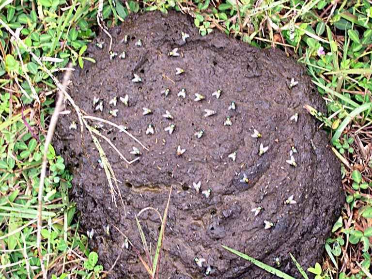 post-218648-0-43444100-1434940992_thumb.