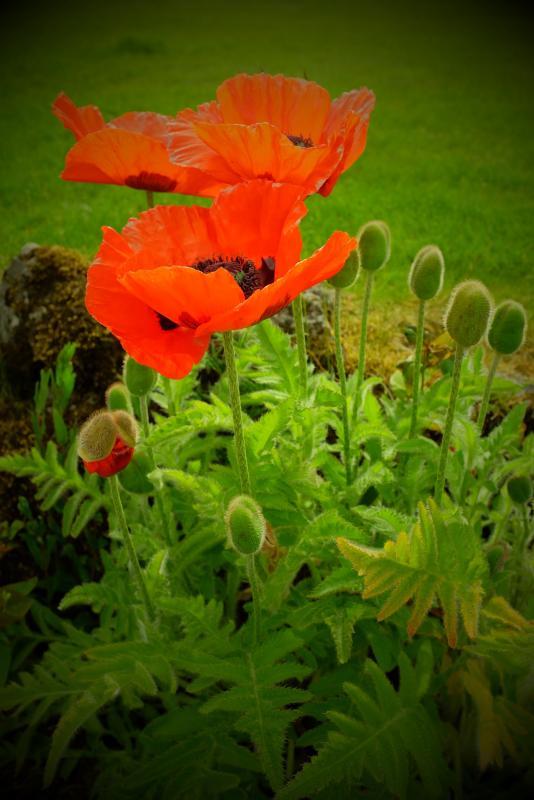 post-219764-0-16478100-1435351678_thumb.