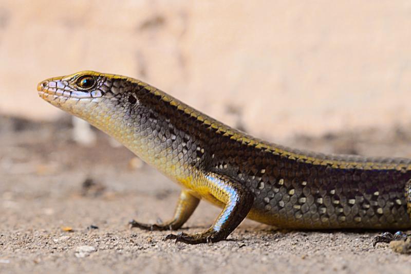 post-228573-0-06467900-1434943136_thumb.