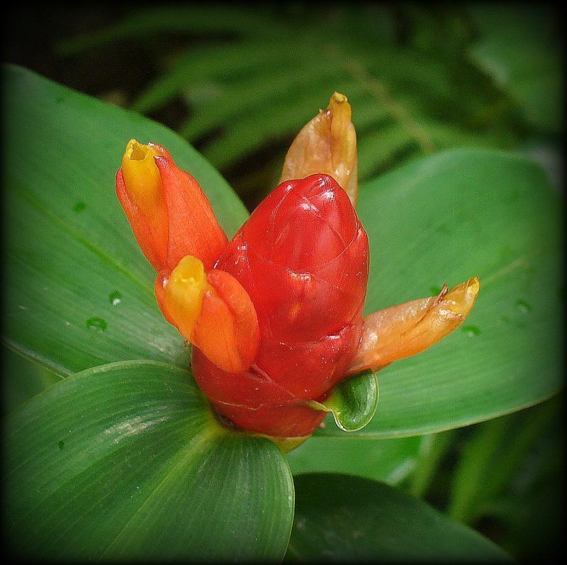 post-231841-0-46567300-1435313884_thumb.