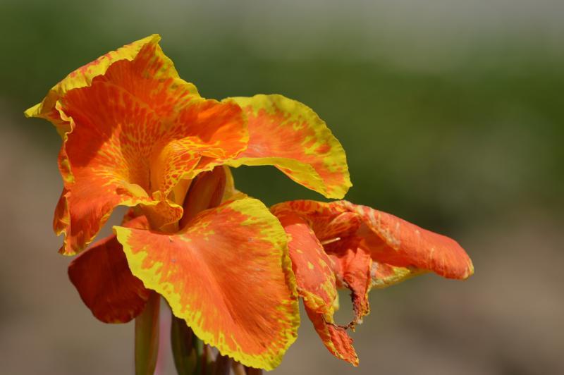 post-237730-0-05067000-1435565160_thumb.